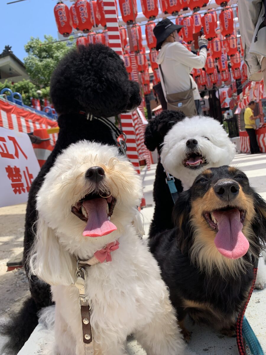 犬のしつけ・ようちえん Shake Hand’s