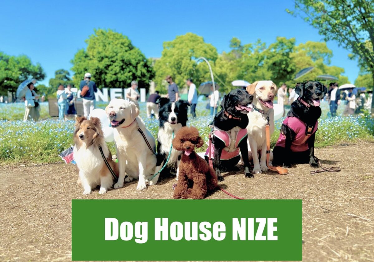 Dog House NIZE