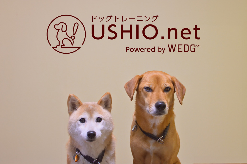 USHIO.net ドッグトレーニング