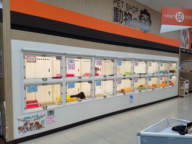 ペットショップCoo&RIKU 高知御座店