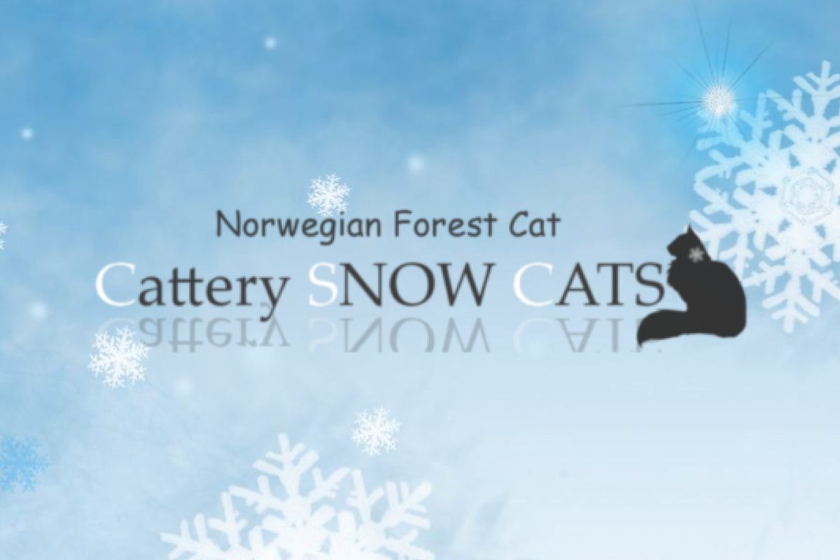 Cattery SNOW CATS